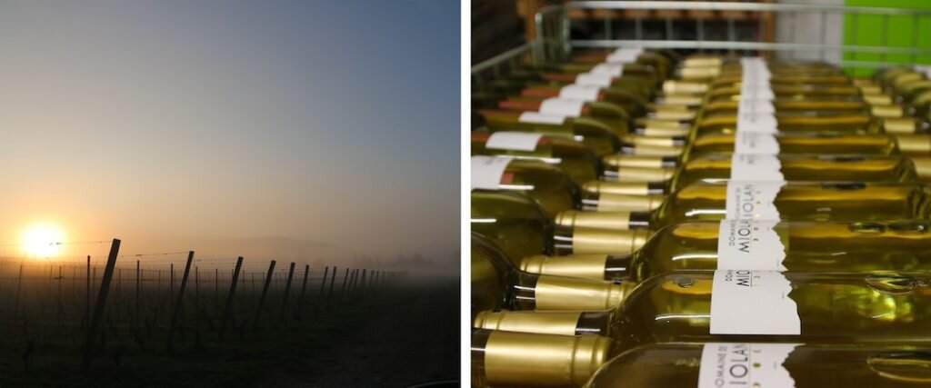 Vignes du Domaine de Miolan en été, Choulex (Genève)